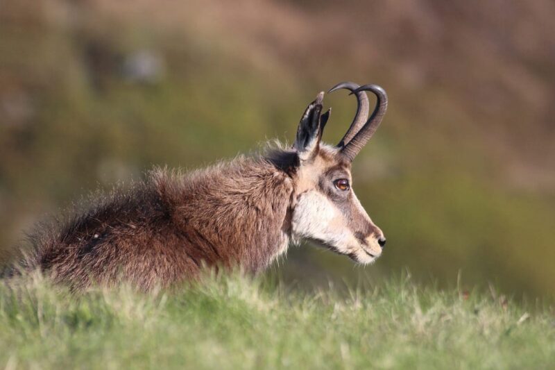 chamois-vosges