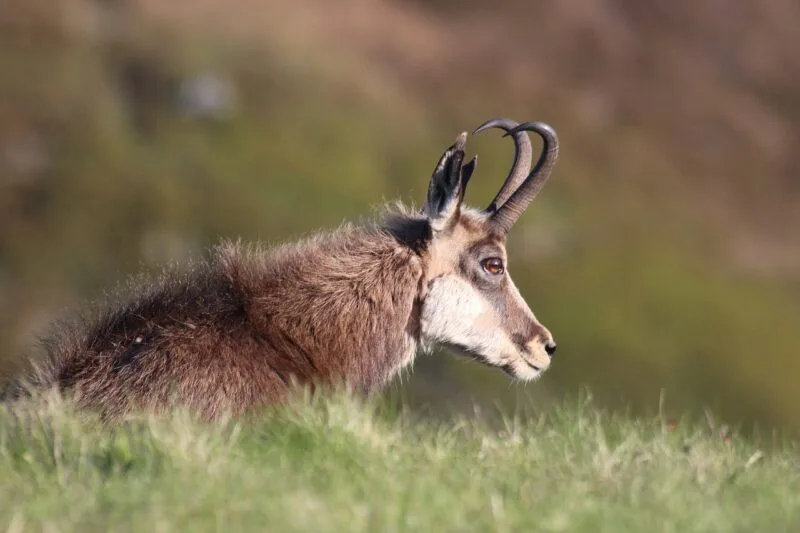 chamois-vosges