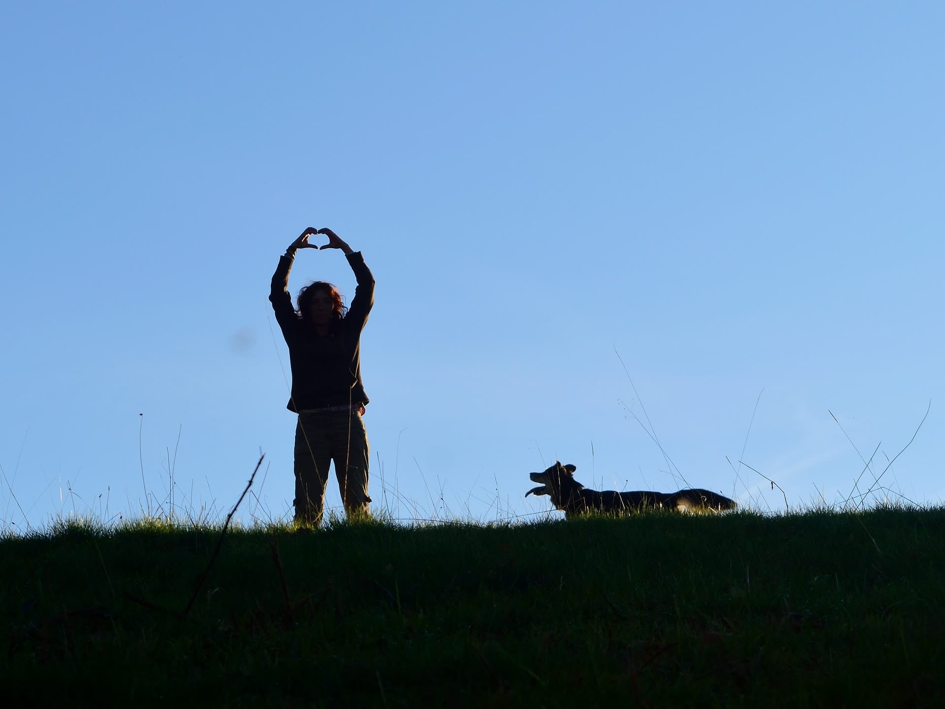 chien randonnee