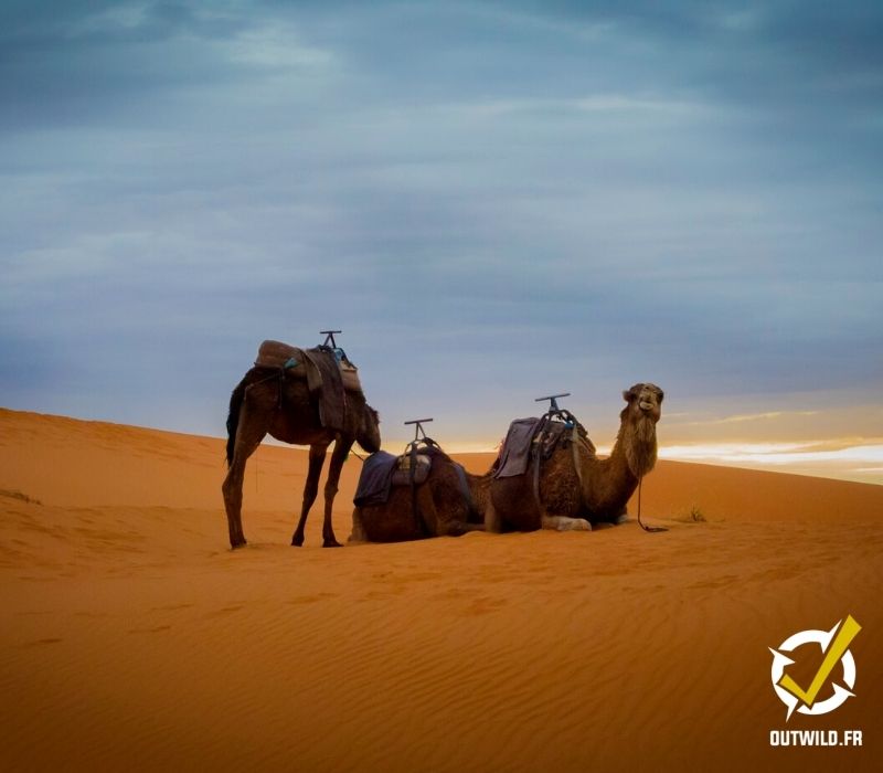 Désert sahara maroc expédition