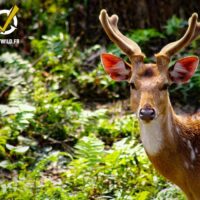 Safari à Chitwan - Jungle du Népal – Image 7