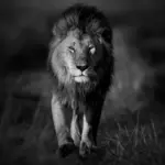 Trekking Serengeti – Lac Natron & Safari Ngorongoro en Tanzanie