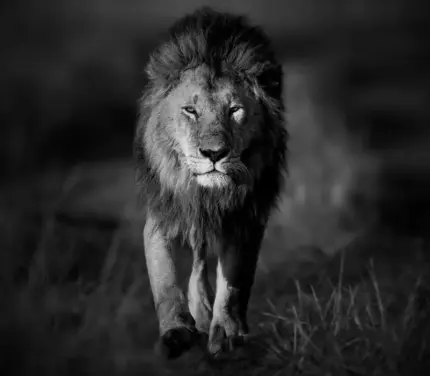 Trekking Serengeti – Lac Natron & Safari Ngorongoro en Tanzanie