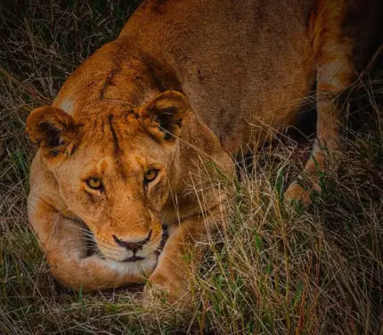 Trekking Serengeti – Lac Natron & Safari Ngorongoro en Tanzanie