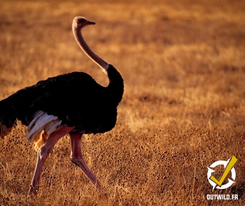 Serengeti tanzanie safari