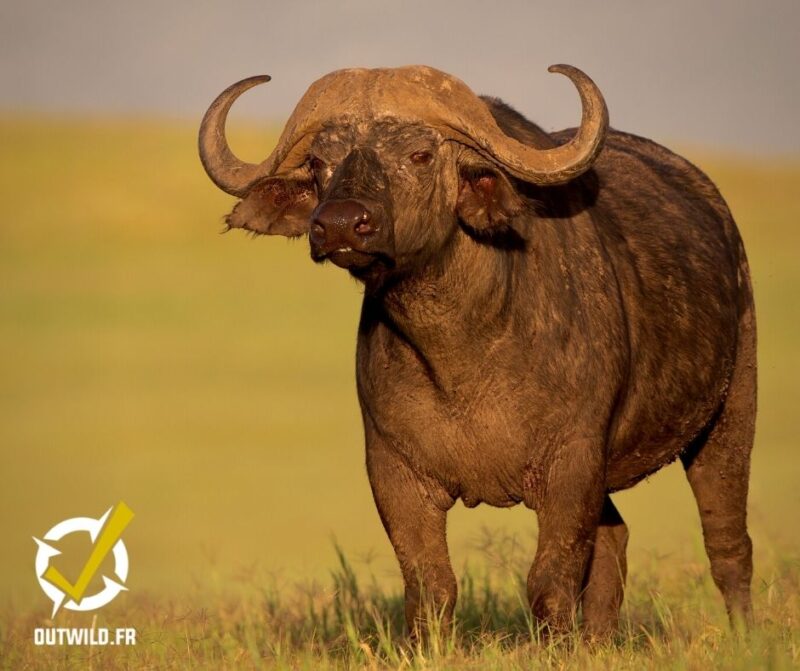 Serengeti tanzanie safari