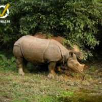 Safari à Chitwan - Jungle du Népal – Image 2