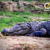 Safari à Chitwan - Jungle du Népal – Image 3