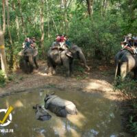 Safari à Chitwan - Jungle du Népal – Image 4