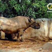 Safari à Chitwan - Jungle du Népal – Image 6