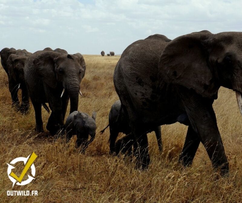 Serengeti tanzanie safari