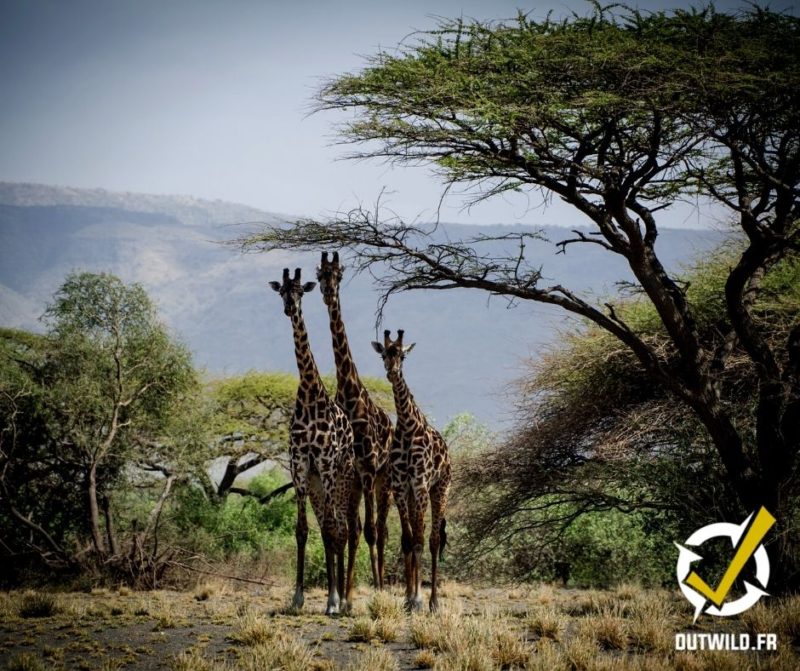Serengeti tanzanie safari
