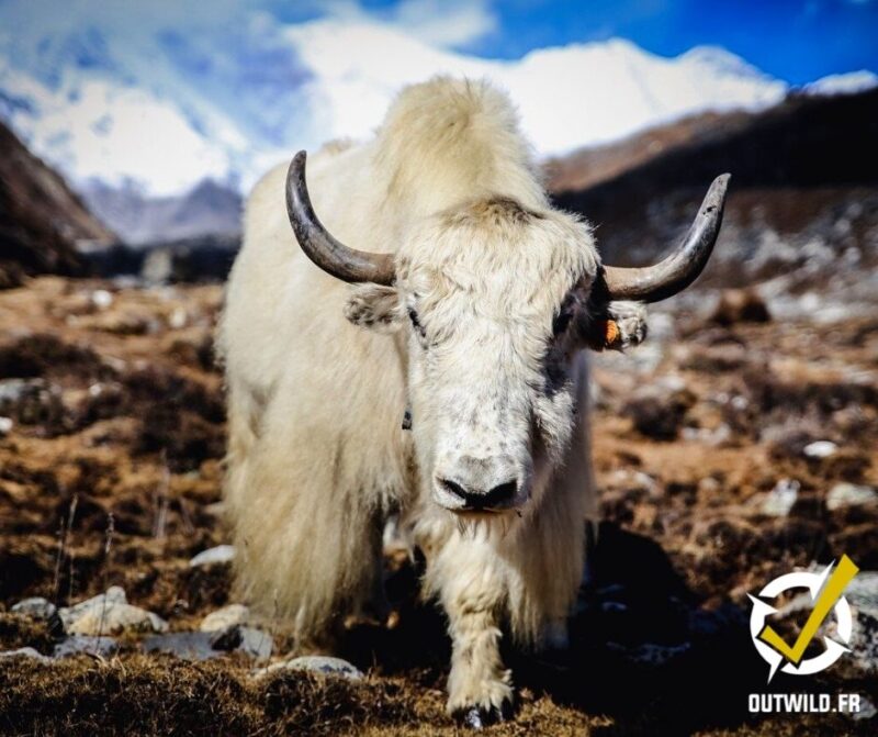 trek annapurna nepal himalaya