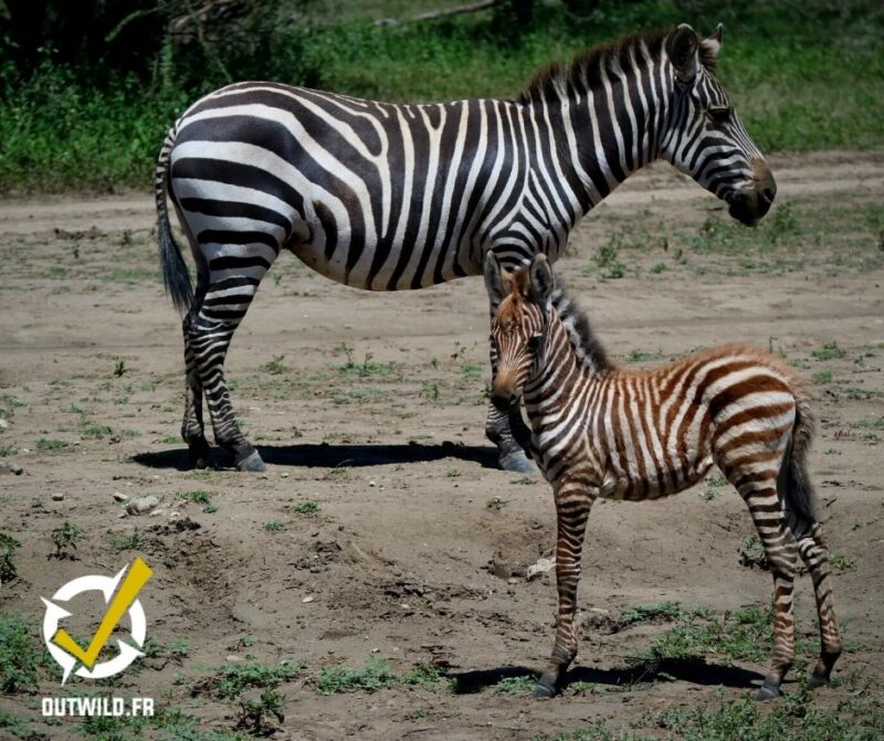 Serengeti tanzanie safari