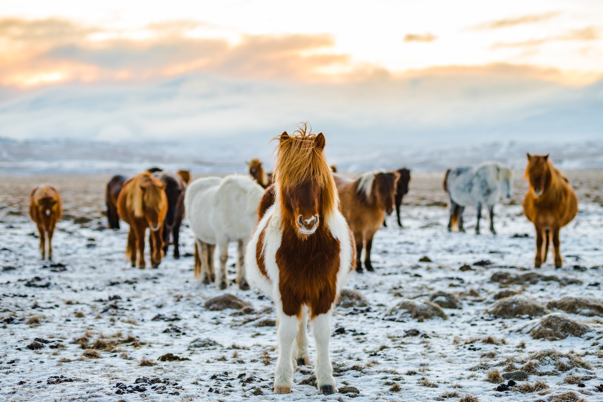 animaux islande