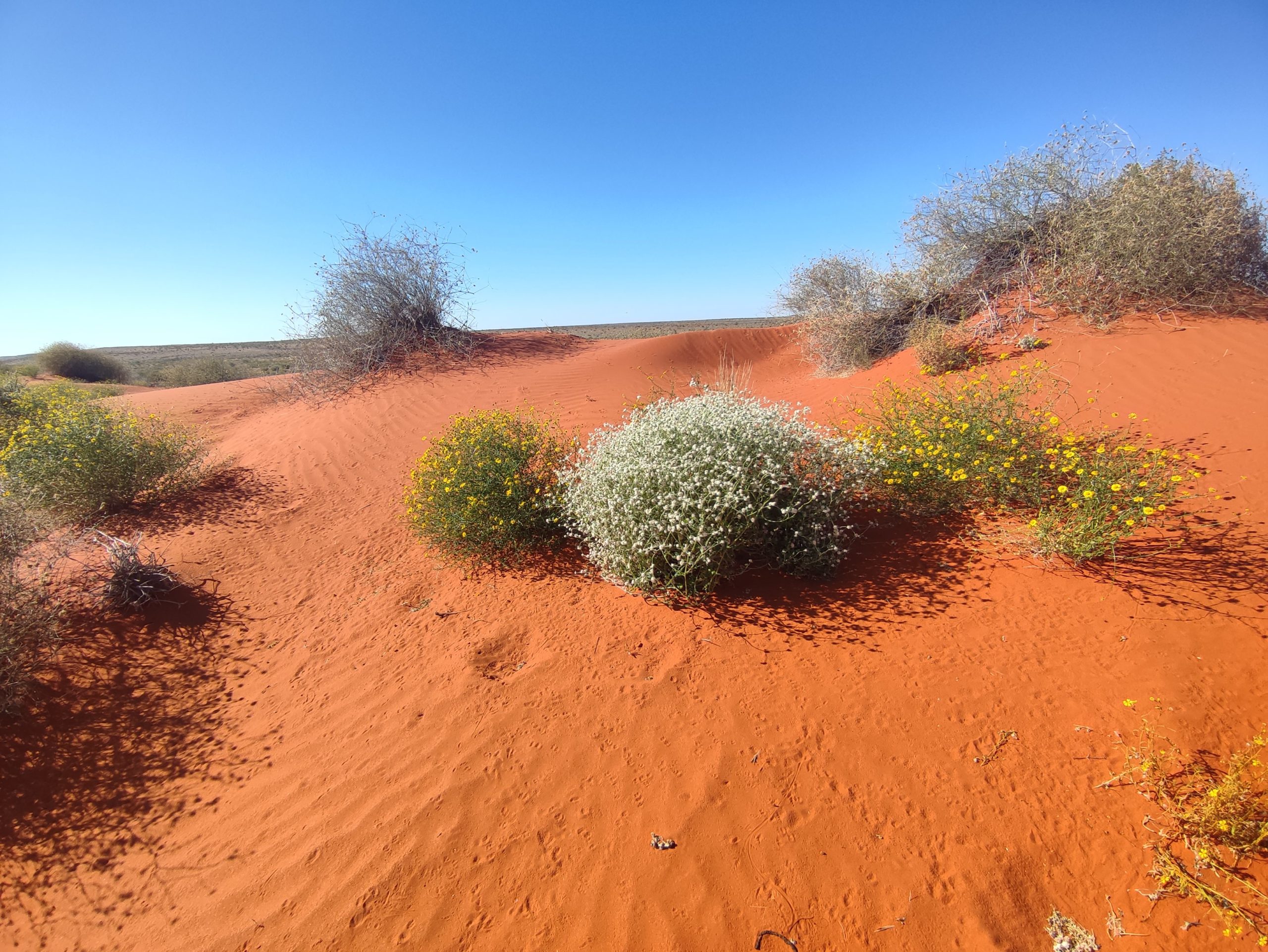 désert de Simpson australie