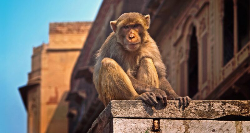 temple singes katmandou nepal