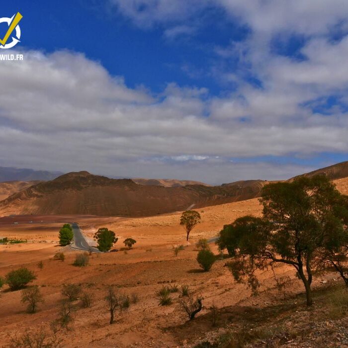 Trekking au Massif du Siroua au Maroc