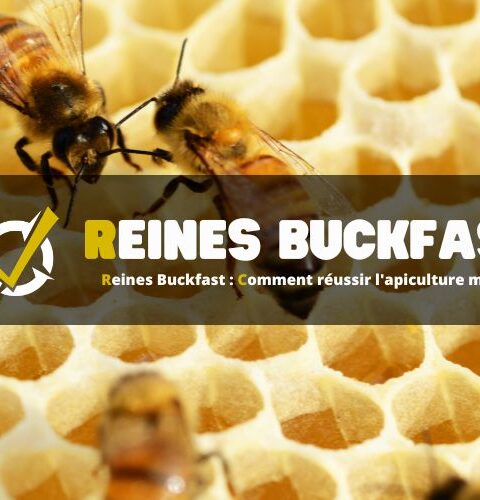 Reines Buckfast – Comment réussir l’apiculture moderne