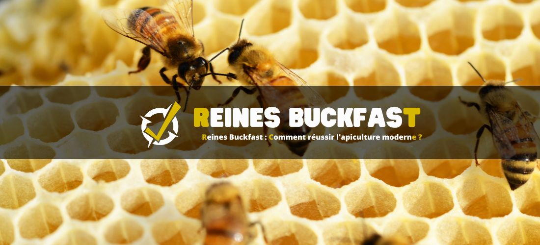 Reines Buckfast : Comment réussir l'apiculture moderne ?