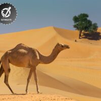 Trekking désert Sahara Maroc [ 4 Jours de marche ]