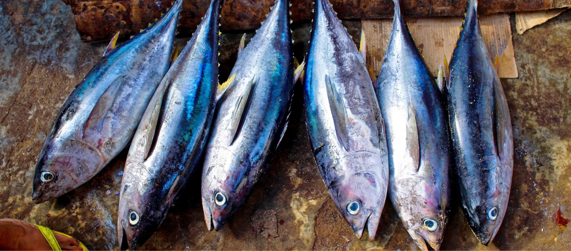 Chasse sous-marine