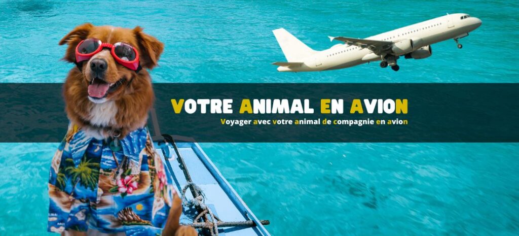 Voyager avec votre animal de compagnie en avion