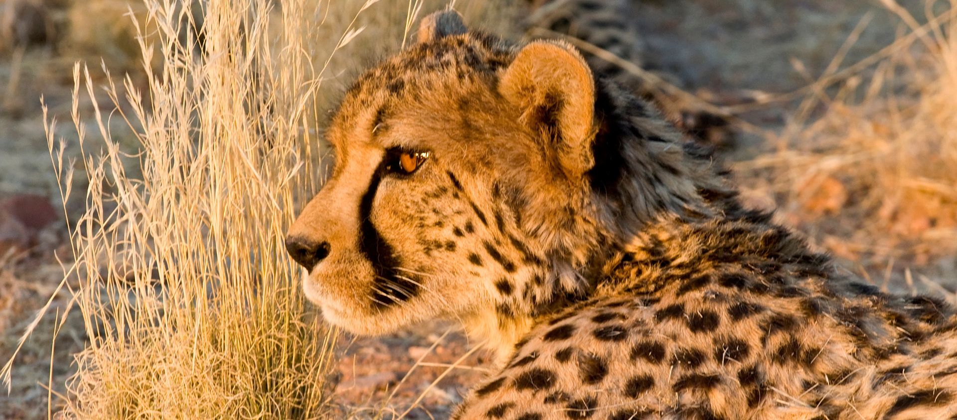 namibia Okonjima