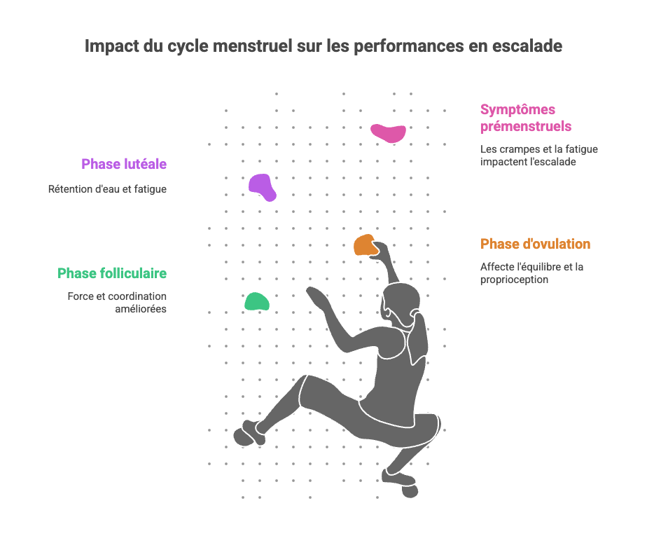 Comprendre l'impact du cycle menstruel sur les performances en escalade