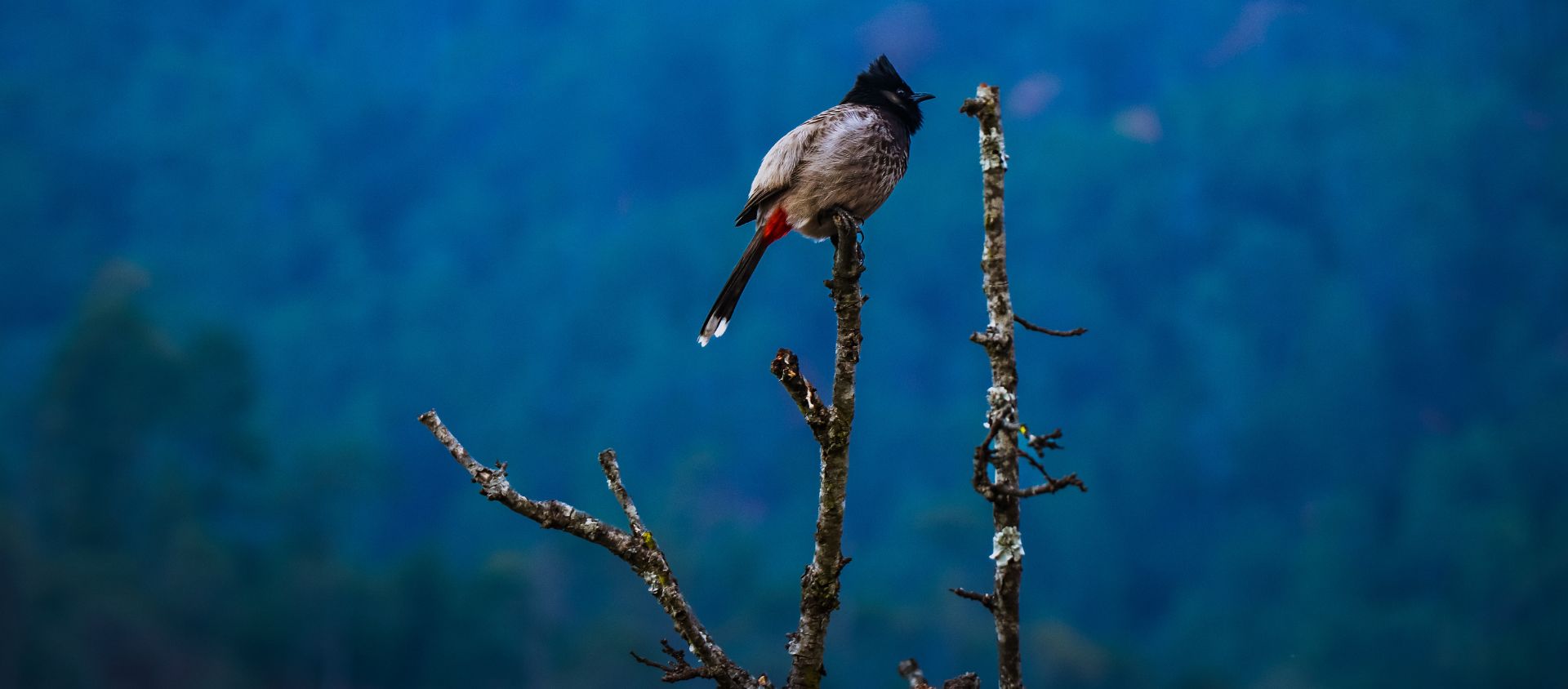 Birds of Nepal