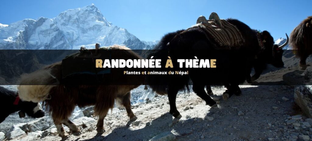 Randonnée à thème : plantes et animaux du Népal