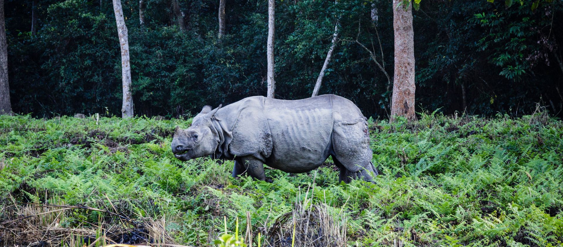 chitwan nepal safari