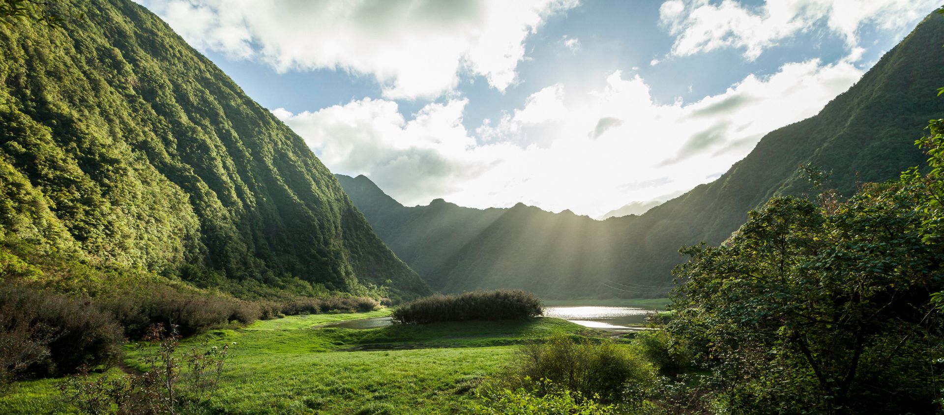 ile La réunion faune