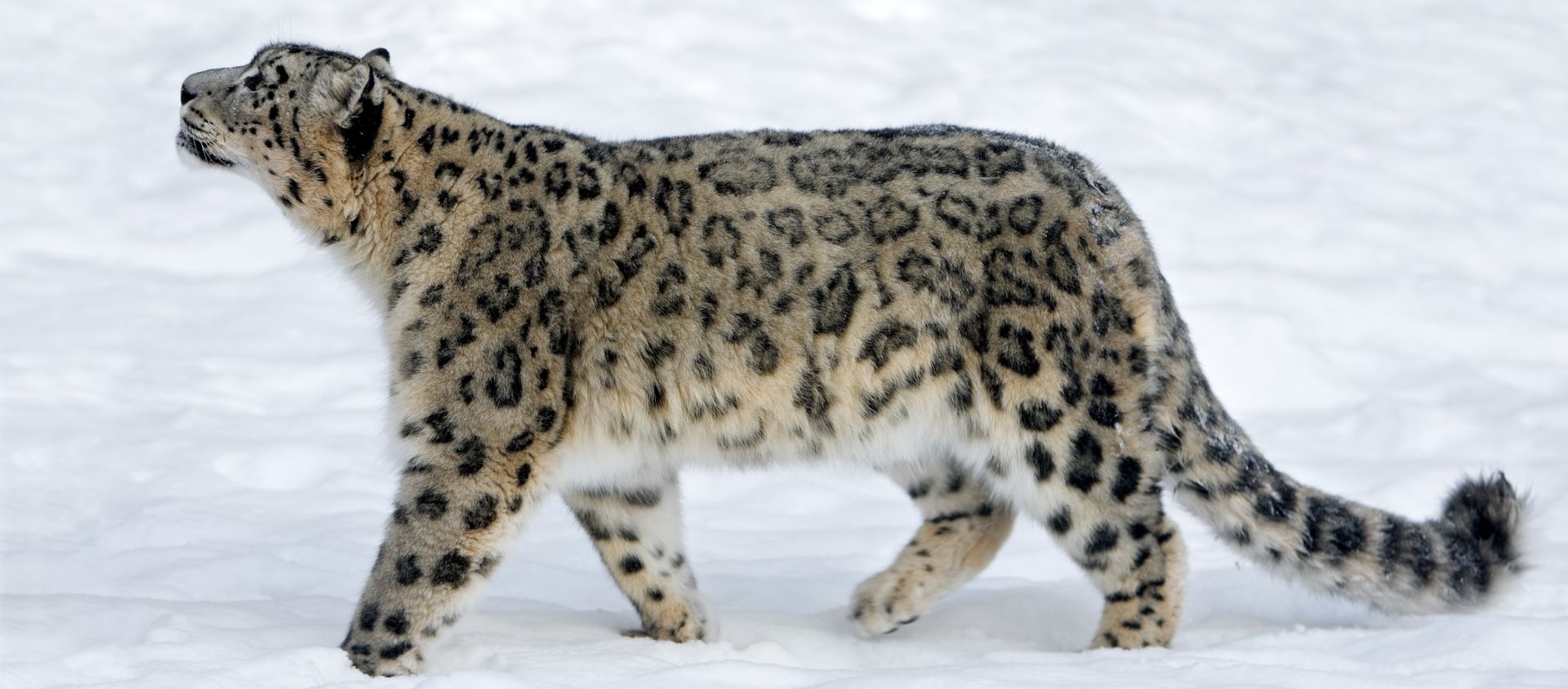 léopard des neiges nepal