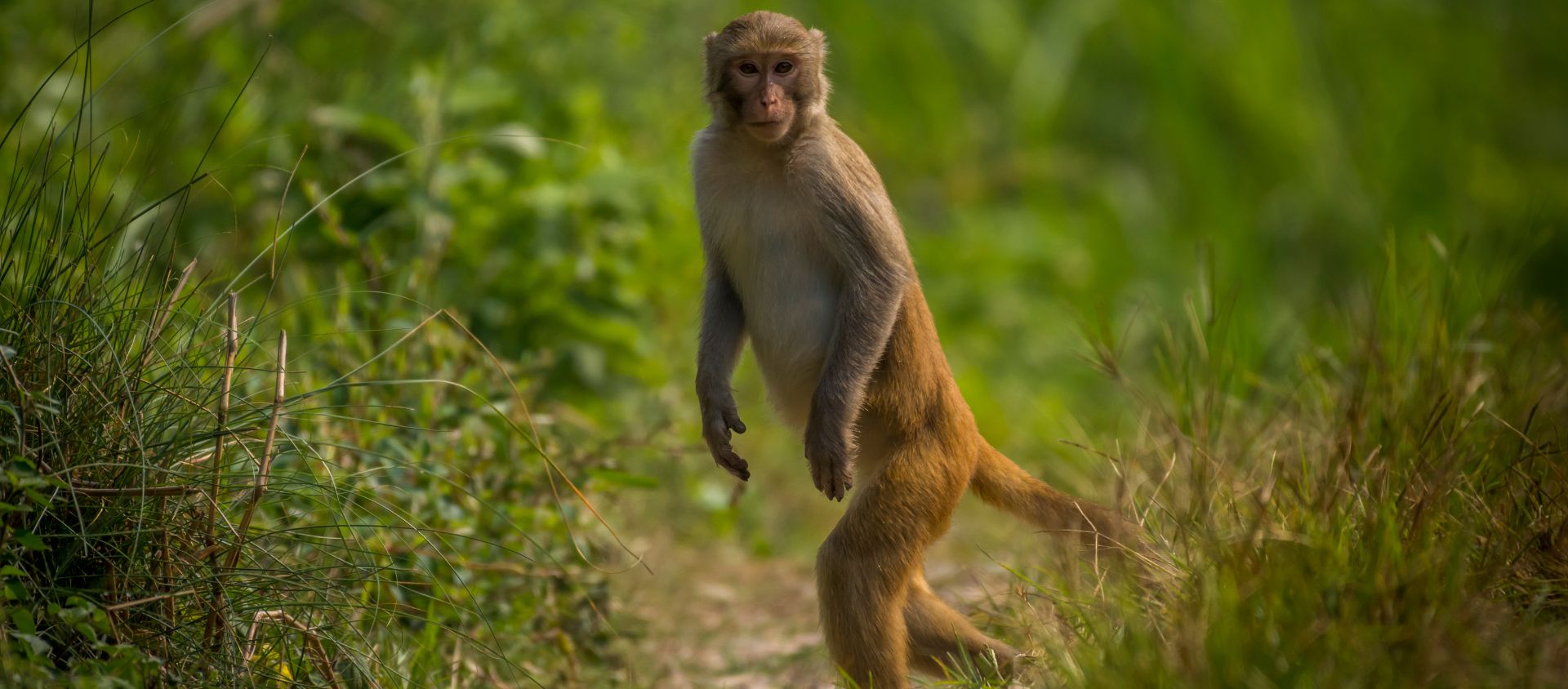 macaques rhésus nepal