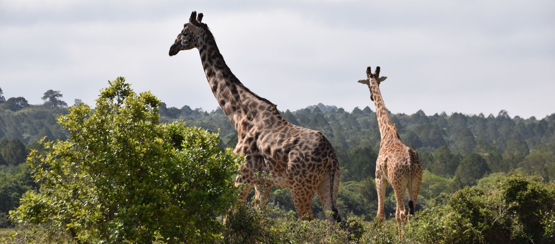 parc national d'Arusha