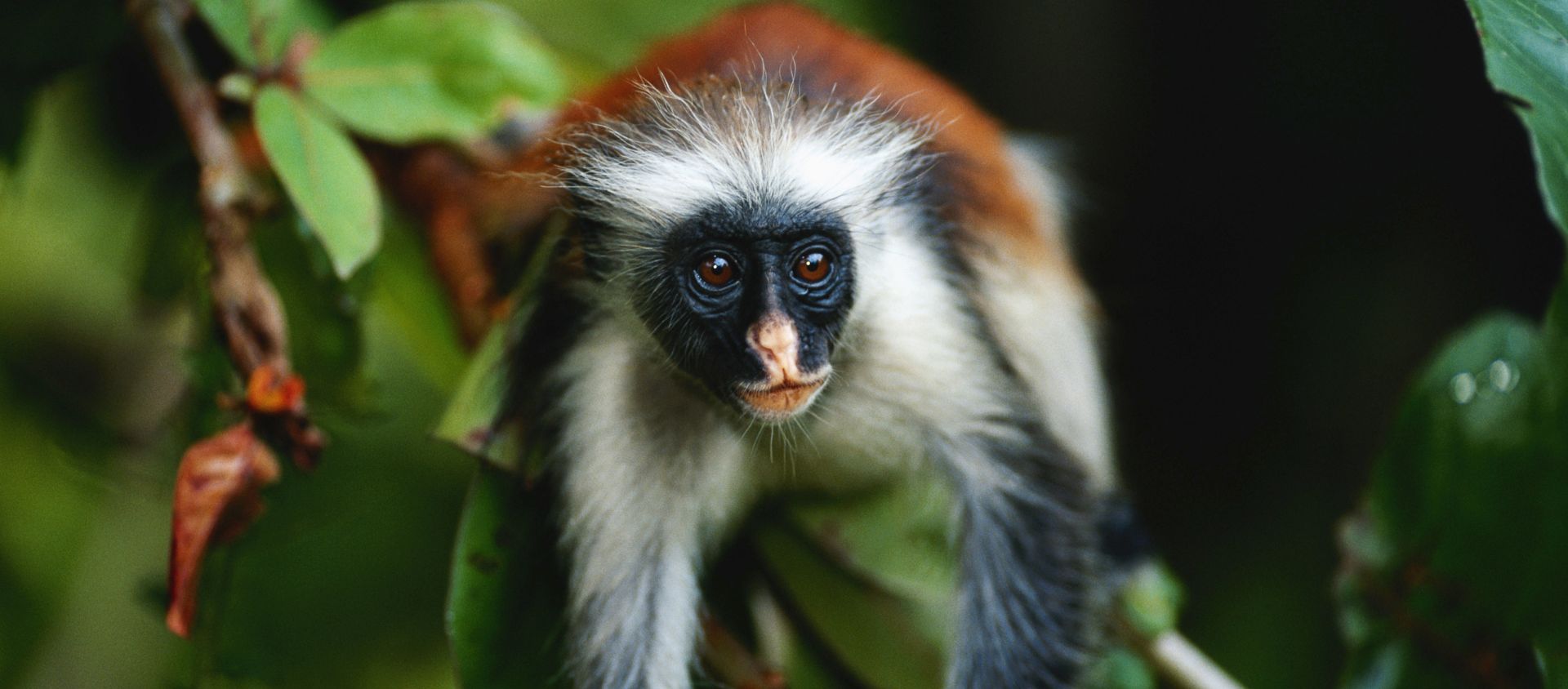 zanzibar forêt de Jozani