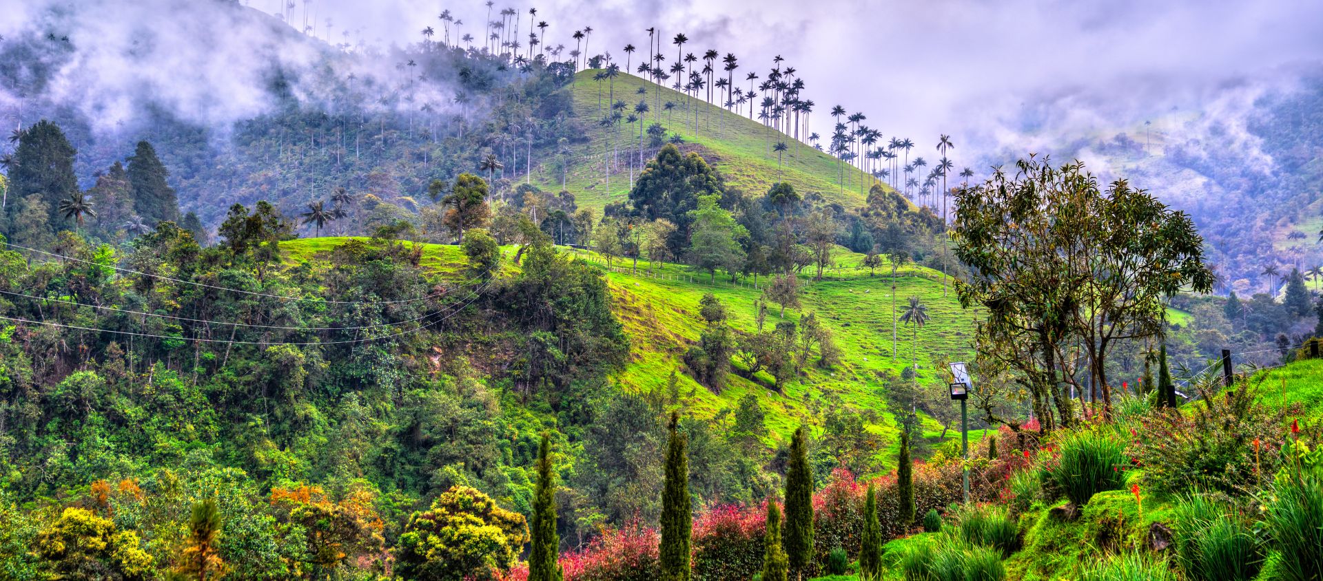 Cocora colombie