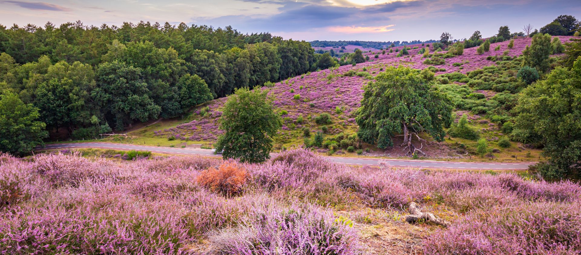 Hoge Veluwe pays bas