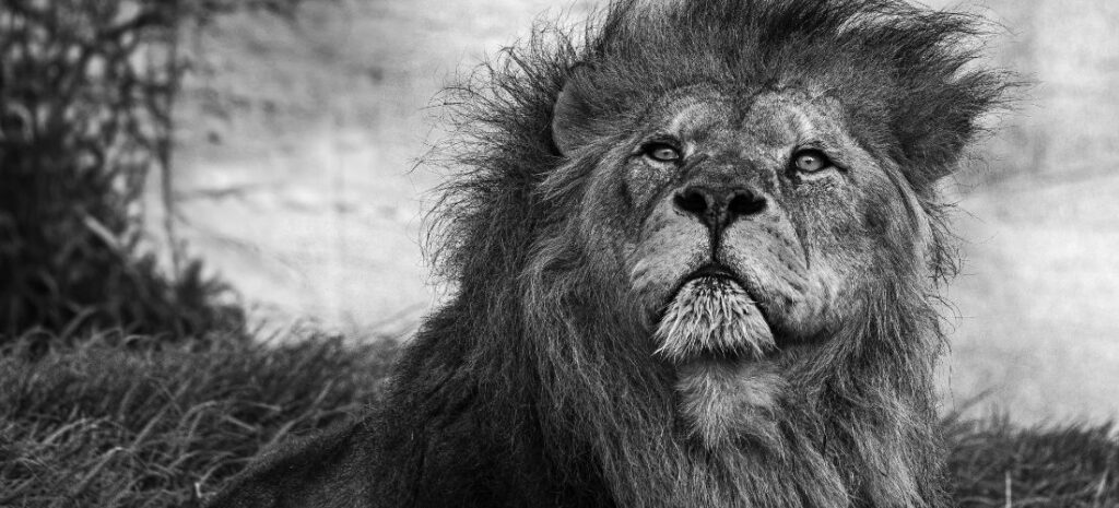 Safari familial en Tanzanie : conseils et astuces