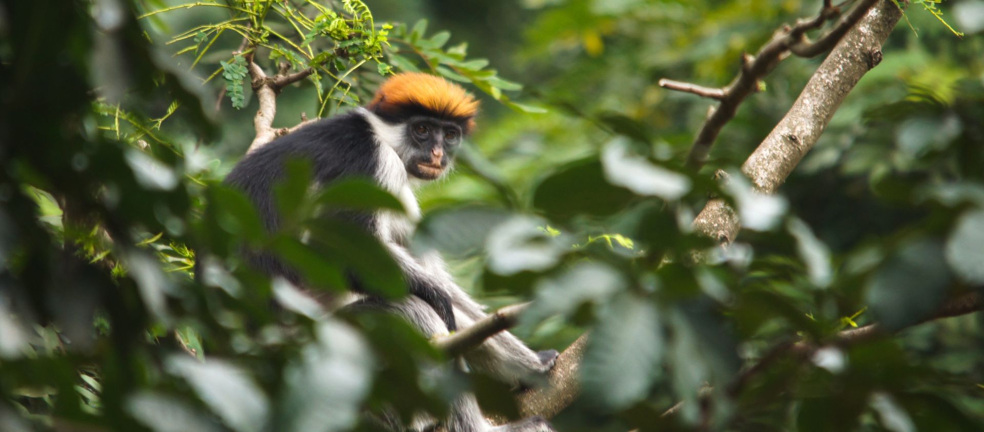 Udzungwa tanzanie