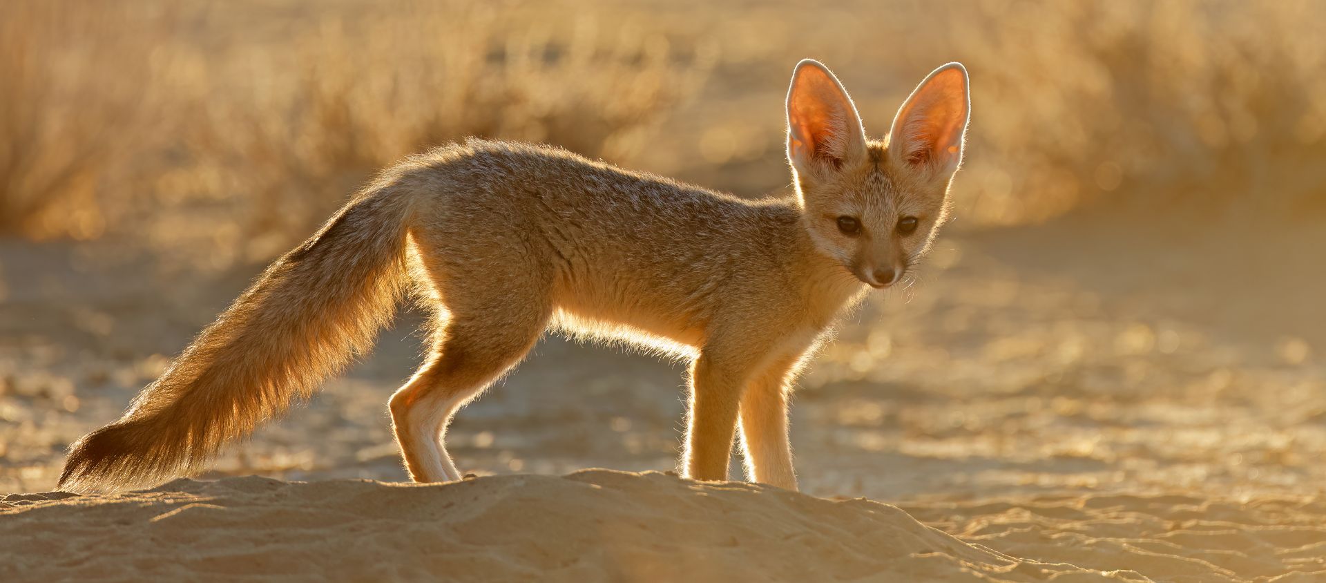 animaux desert sahara