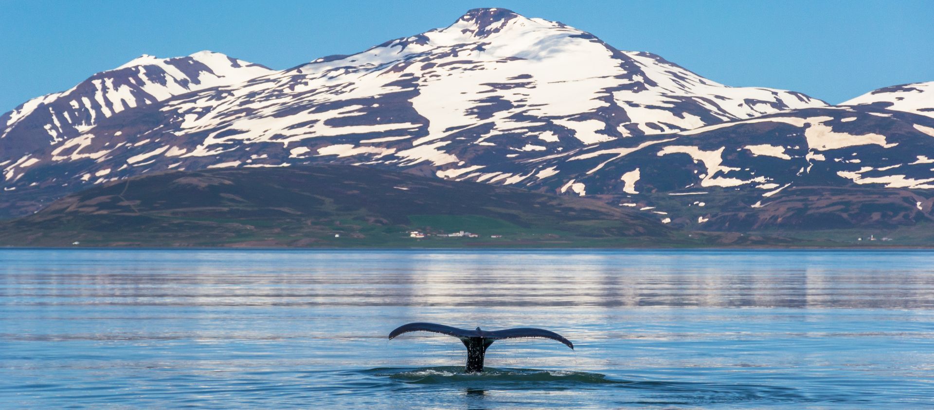 baleines islande
