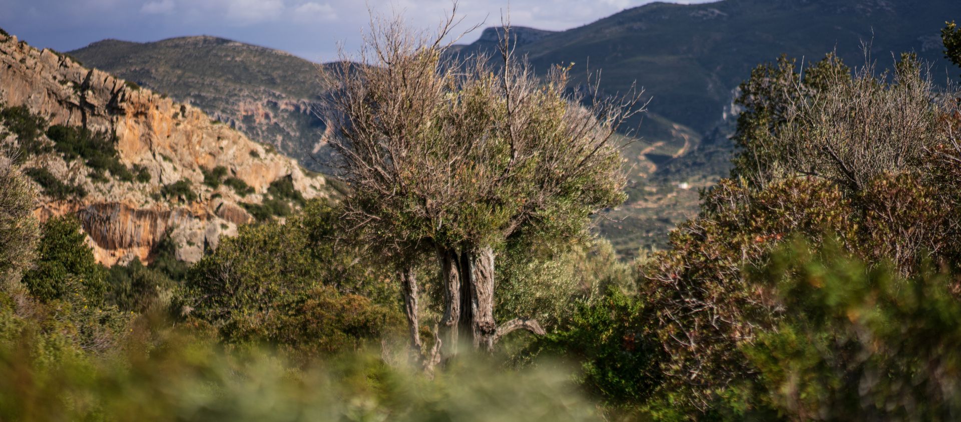 djebel Chambi tunisie