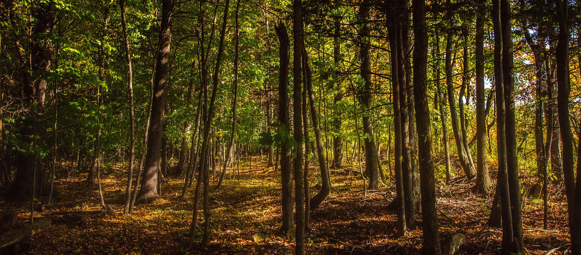 forêt de Compiègne