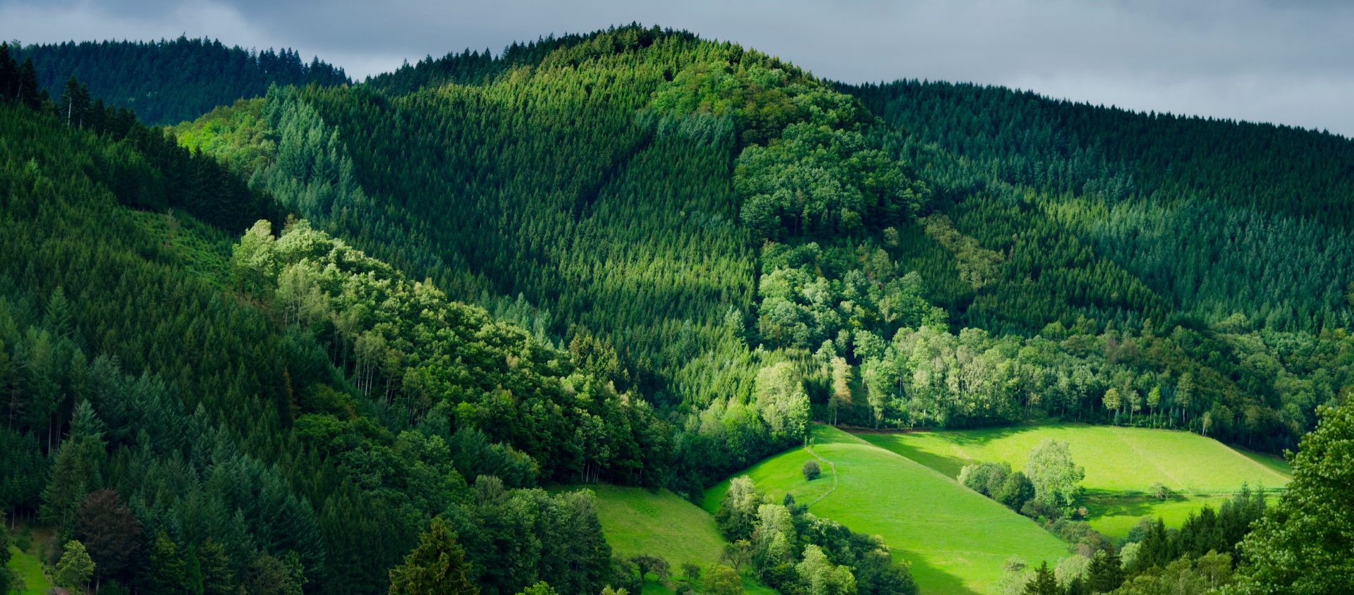 foret noire allemagne