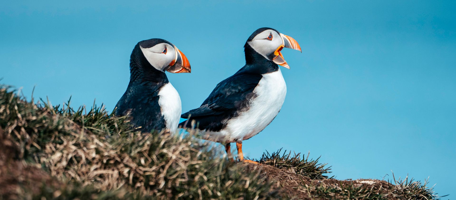 islande animaux