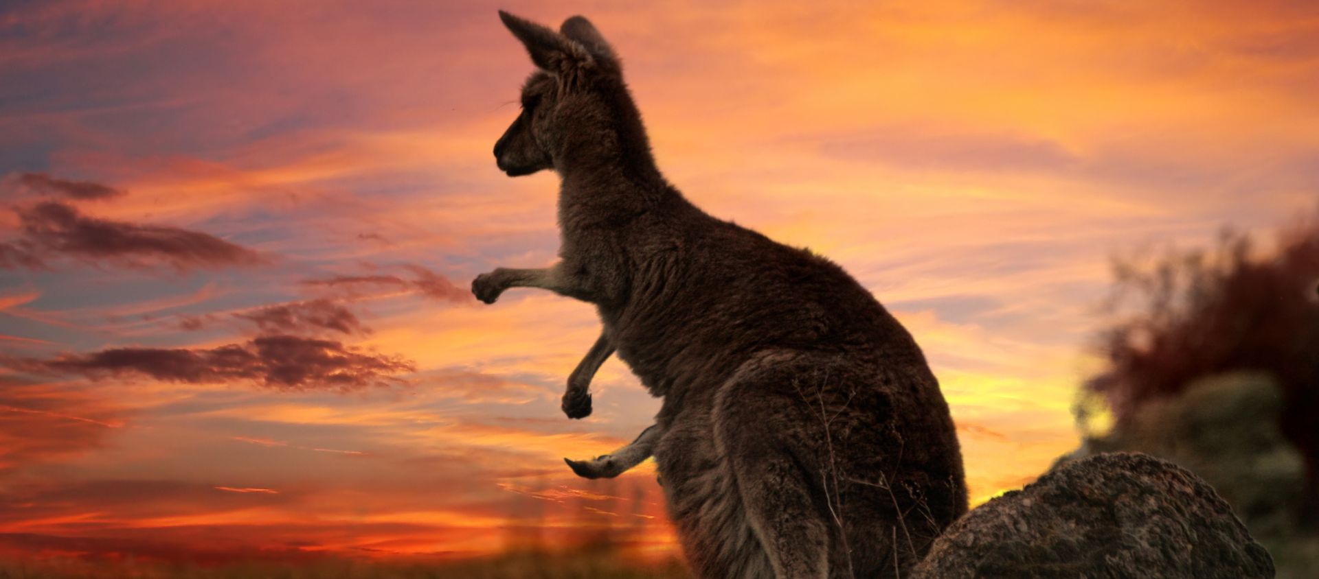 kangourou australie