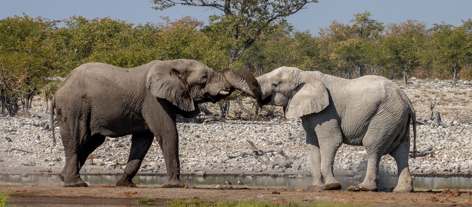 namibie elephant