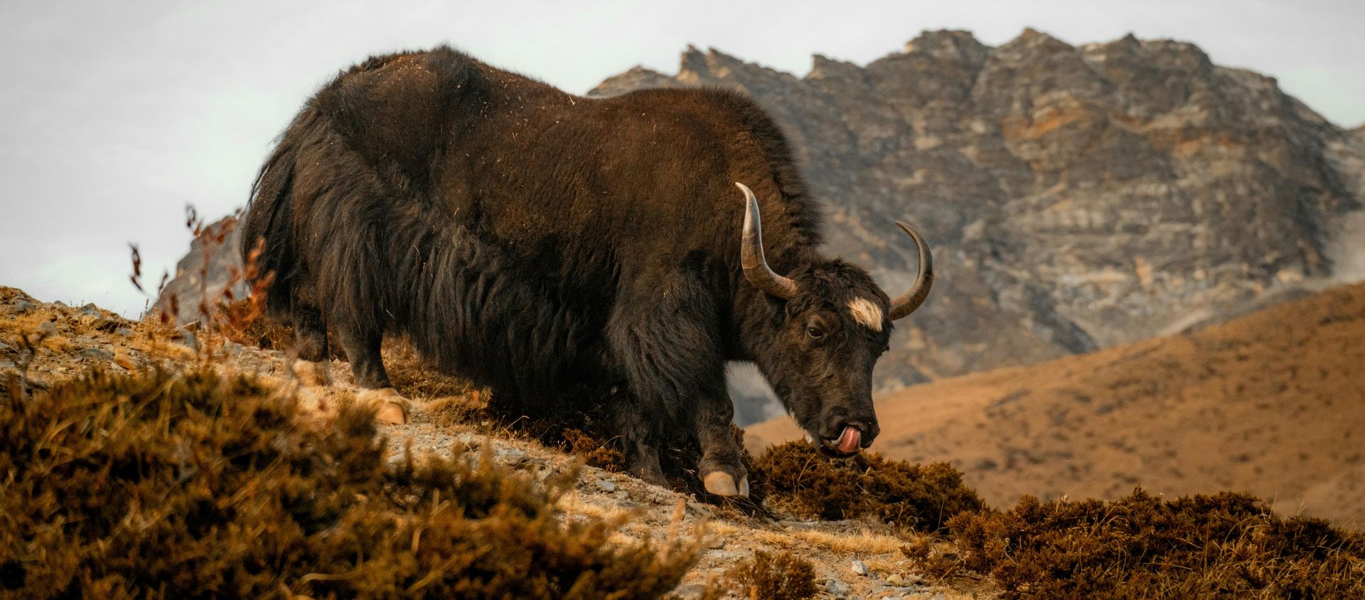 nepal-yak